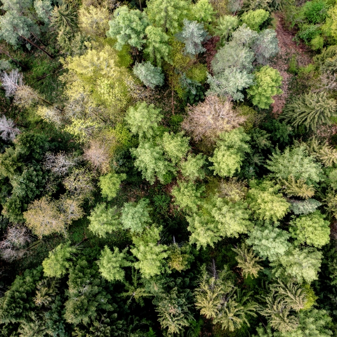 Wald von Oben